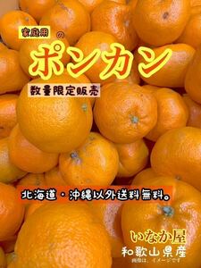 ポンカン　B品　傷あり品　数量限定　早い者勝ち　柑橘　人気　フルーツ　旬　みかん　傷あり　1点