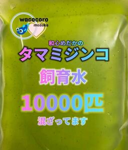 即決630円☆タマミジンコ飼育水☆10000匹(＋α)以上混ざってしまってます!!☆めだか・熱帯魚・水質浄化に！