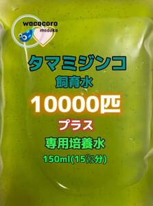  быстрое решение 798 иен * Moina macrocopa разведение вода *10000 шт + специальный разведение вода 150ml(15 литров минут )* оризия * тропическая рыба * качество воды ...!!