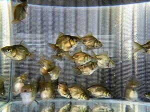 オランダショートテール 稚魚 普通鱗 15匹セット