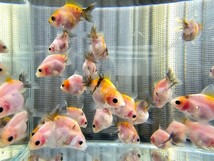 オランダショートテール 稚魚 透明鱗 15匹セット_画像2