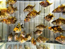 オランダショートテール 稚魚 タイガー 15匹セット_画像1