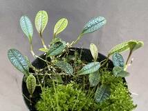 洋蘭 原種 ポログロッサム属 Porroglossum edwardii 花葉共に魅力的な珍美原種 花無良株 速達第四種郵便送料590円 パルダリウム 熱帯植物　_画像4