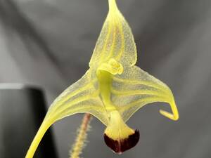 洋蘭 原種 ポログロッサム属 Porroglossum muscosum 花葉共に魅力のアンデス産小型種 ツボミ付良株 速達第四種郵便590円 パルダリウム　