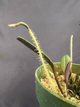 洋蘭 原種 ポログロッサム属 Porroglossum muscosum (yellow)大変珍しい本種の黄花個体 花茎3本付 速達第四種郵便送料590円 パルダリウム　_画像5
