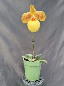 洋蘭 交配種 パフィオ Paph. Fumi's Delight 10㎝オーバー極良個体1リン開花中 NS 10.4 x 10.3 速達第四種郵便 送料 744円