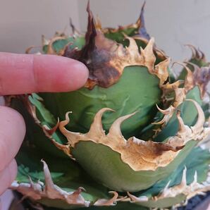 【アカベ チタノタ 金剛 】 king kong 親株出品 2年育成 超肉厚 強刺 AGAVE TIANOTAの画像8