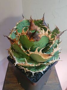 【アカベ チタノタ 金剛 】 king kong 親株出品 2年育成 超肉厚 強刺 AGAVE TIANOTA