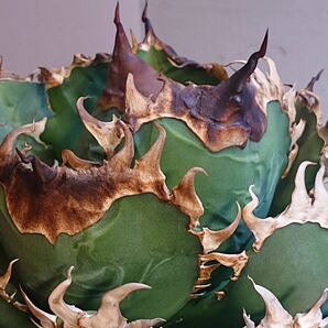 【アカベ チタノタ 金剛 】 king kong 親株出品 2年育成 超肉厚 強刺 AGAVE TIANOTAの画像4