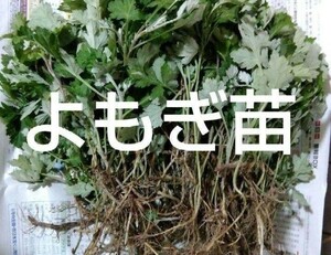 福岡県産 よもぎ よもぎ苗 20苗 農家直送 農薬不使用