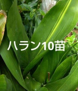 福岡県産 ハラン ハラン苗 10苗 農家直送 農薬不使用