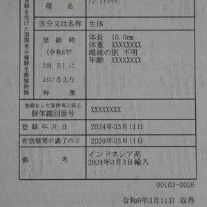 残りわずか！爆裂龍超ショート盛り上が抜群ラッキョスタイル！死亡保証あり埼玉県発送！！61751の画像5