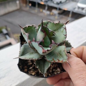 Agave titanota blackandblue アガベ チタノタ　ブラックアンドブルー　(検 オテロイ　白鯨　ビカクシダ)