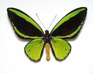 外国産蝶標本　メガネトリバネアゲハ　A‐♂ ビアク島 産