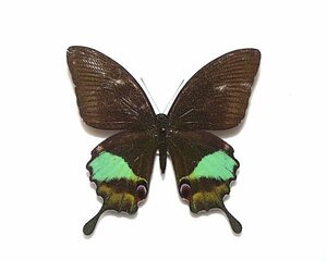外国産蝶標本　カルナルリモンアゲハ　A‐♀ ボルネオ 産