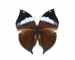 外国産蝶標本　パラレクタコノハ　A‐♀　ジャワ島 産