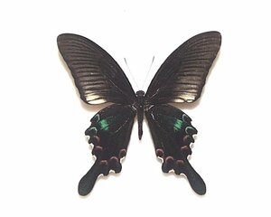 外国産蝶標本　ストックレイクジャクアゲハ　A-♂　タ　イ 産
