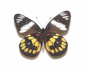 外国産蝶標本　ウッディカザリシロ A-♂ ミンダナオ島 産