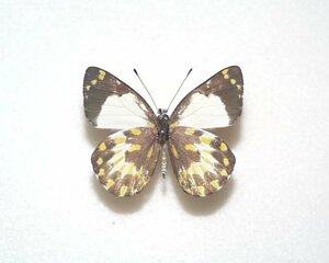 外国産蝶標本　アンギエンシスカザリシロ　A-♂ 西イリアン 産