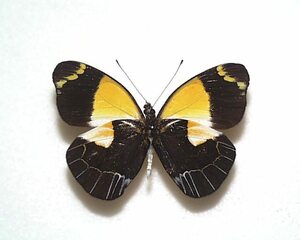 外国産蝶標本　ミーキィカザリシロ　A-♂　PNG 産