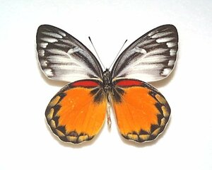 外国産蝶標本　オライアカザリシロ　A♂ ロンボク島 産