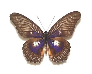 外国産蝶標本　ミリナハレギチョウ　A-♂　スラウェシ島 産
