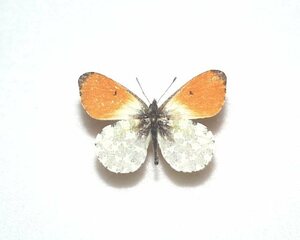 外国産蝶標本　クモマツマキチョウ　A-♂　キルギスタン 産