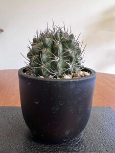 エリオシケ パウキコスタータ Eriosyce paucicostata 検) コピアポア copiapoa グラキリス