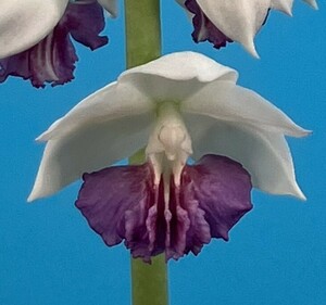 ☆グリーンスマイル☆　エビネ　　白弁紫舌　　花芽付き　（検　えびね、寒蘭、山野草）