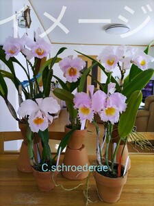 洋蘭 ラン C.schroederae 小苗3株セット！