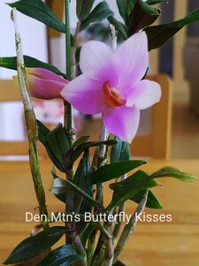 洋蘭 ラン Den.Mtn′s Butterfly Kisses