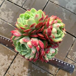 特価セール　農園直売 多肉植物 寄せ植え エケベリア属　レッドホール （特大群生） 観葉植物 インテリア　多肉専門VERVE