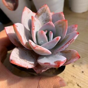 即決価格★農園直売 多肉植物 寄せ植え エケベリア属 白蓮 Echeveria 'Baek Ryeon' 抜き苗 観葉植物 インテリア 多肉専門VERVE