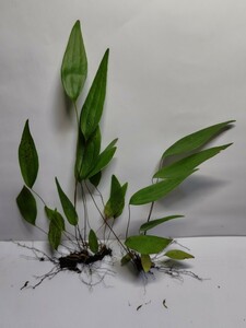 山野草シダ植物【筋一ッ葉】