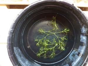【送料出品者負担】ムサシモ　5株　日本の希少水生植物　屋内栽培　水中葉