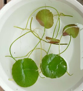 【送料出品者負担】アサザ　3株　屋内栽培　日本の希少水生植物　日本の希少水草　浮葉植物　アクアリウム　池　ビオトープにお勧め