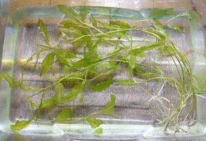 【送料出品者負担】ガシャモク　5株　屋内栽培　日本の希少水生植物　日本の希少水草　アクアリウム　ビオトープに