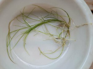 【送料出品者負担】リュウノヒゲモ　15株　屋内水槽栽培　日本の希少水生植物