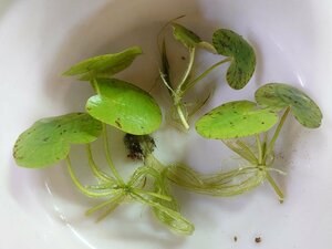 【送料出品者負担】トチカガミ　屋内栽培株3株　日本の希少水生植物　浮草　浮葉植物