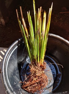 【送料出品者負担】ハタベカンガレイ　1株　屋外栽培　水上葉　日本の希少水生植物　池　ビオトープに