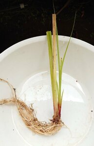 【送料出品者負担】ジョウロウスゲ1鉢　日本の希少水辺植物　屋外栽培越冬株　メダカ　池　ビオトープに
