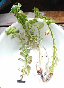 【送料出品者負担】ミズキンバイ　1株　日本の希少水生植物　屋内温室栽培　水上葉　親株候補に