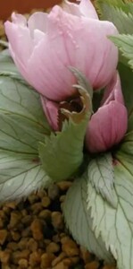 原種クリスマスローズ　国内実生ヘレボルス・チベタヌス（Helleborus thibetanus）濃色ピンク実生 株A