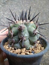 特選コピアポア シネレア 太棘黒王丸 Copiapoa cinerea（山木接ぎ髄おろし株）＆　スーパーバッテリー　実生株　サボテン_画像3