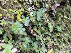 [NM] Lindsaea bonii Xindian ホングウシダ 原種 熱帯植物 山野草 シダ