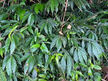 [NM] Elatostema lineolatum ホソバノキミズ Ruisui, Hualian Elatostema イラクサ 山野草 原種 熱帯植物_画像1