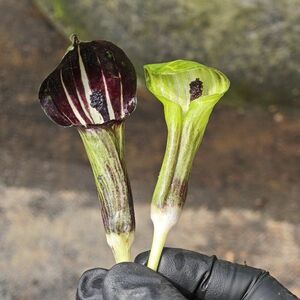 [NMPV] Arisaema clavatum Luzhou, Sichuan テンナンショウ マムシグサ 山野草 ウラシマソウ