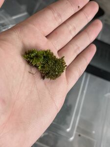 [NM] Brachymenium？ sp. 3200m Re‘nai ハイゴケ 原種 熱帯植物 シダ コケ