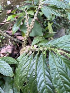 [NM] Procris laevigata ウライソウ 500m Wulai, Yilan Elatostema イラクサ 山野草 原種 熱帯植物