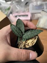[NM] Ardisia violacea 1000m Jianshi コビトマンリョウ アルディシア ラビシア 原種 熱帯植物 山野草_画像2